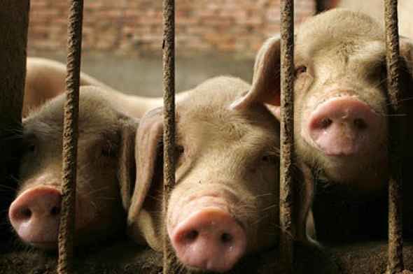 Опасное заболевание. Угроза африканской чумы свиней для Рязанской области