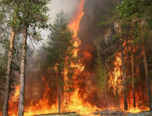 Не допустить лесных пожаров