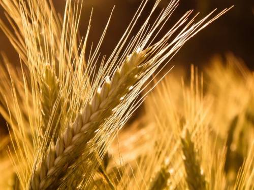 В Рыбновском районе убрано 30% зерновых с достаточно неплохой урожайностью