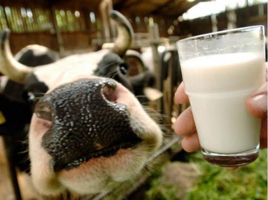 В Рыбновском районе увеличилось производство молока