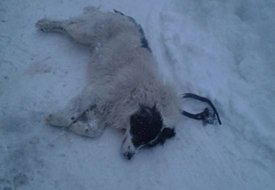 «Лайка» застрелила собаку жительнцы г. Рыбное