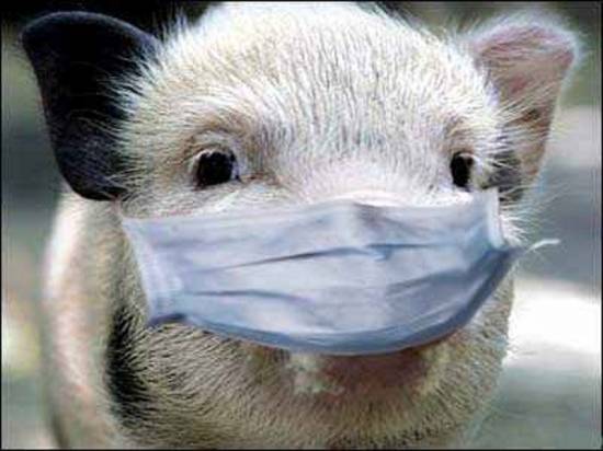 В Пощупове отменили карантин на чуму свиней