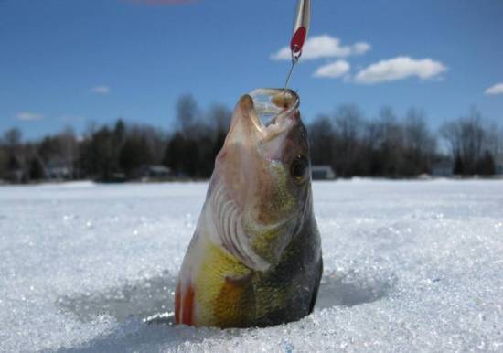 Зимний чемпионат по рыбной ловле отменен!