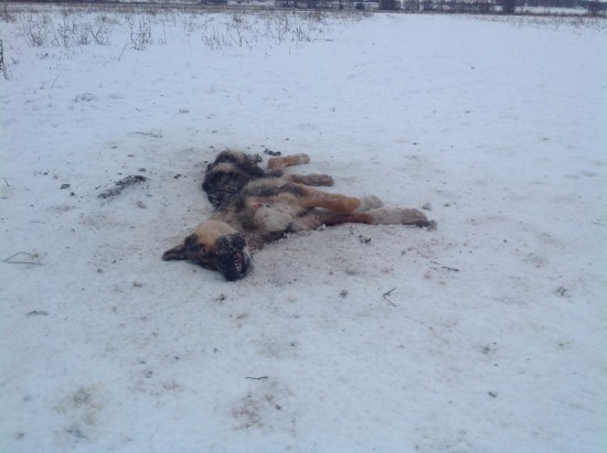 В Рыбновском районе застрелили собак