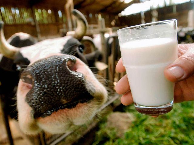 В молоке из Житова нашли антибиотики