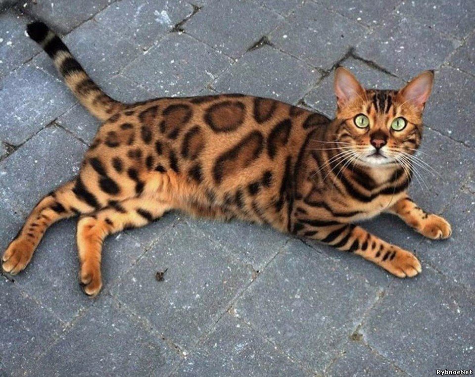кот бенгальский картинки онлайн кот бенгальский картинки