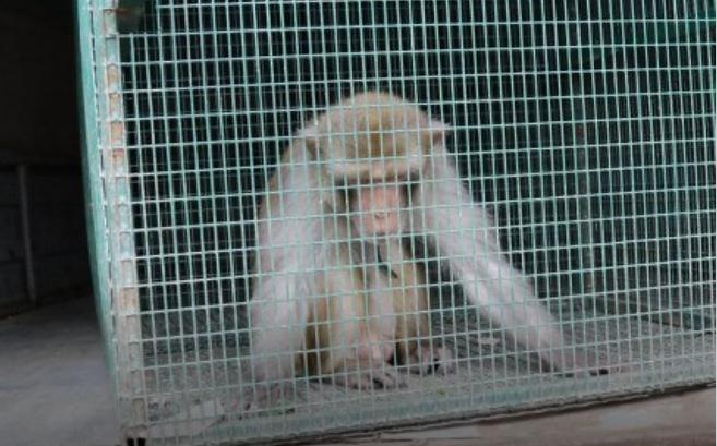 Сбежавшую из цирка в Баграмово обезьяну поселят в Ряжский зоопарк