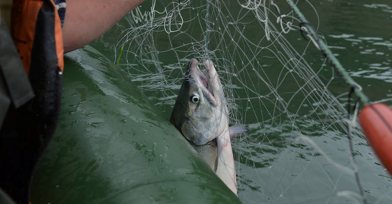Рыбновца оштрафовали за ловлю рыбы сетями