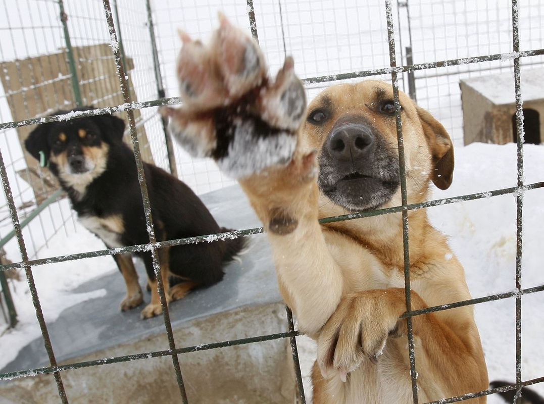1 февраля в Рыбном будет массовый отлов собак