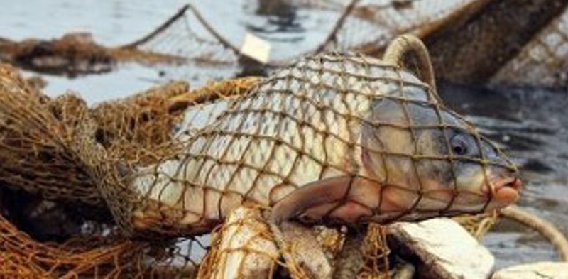 В Рыбновском районе привлекли браконьеров за незаконно пойманную рыбу