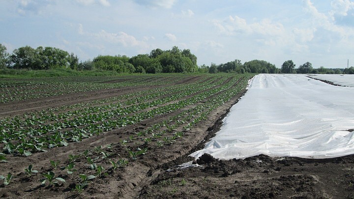 Рыбновские фермеры планируют обеспечить овощами всю Рязанскую область