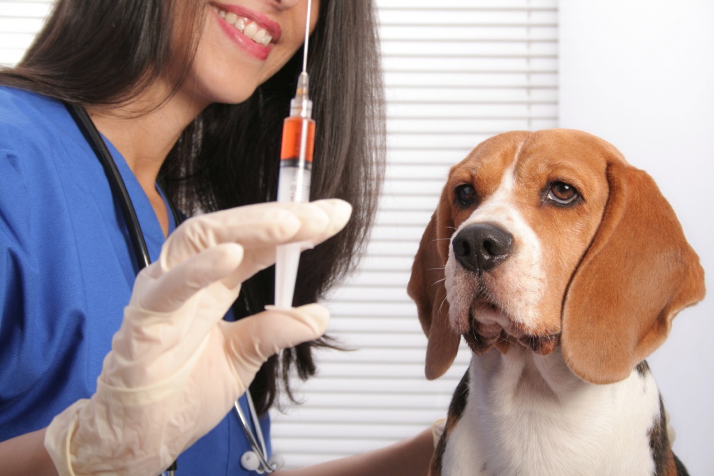 В Рыбновском районе идет вакцинация животных