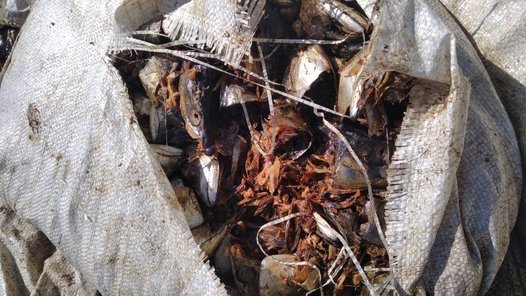 В Рыбновском районе обнаружили свалку биологических отходов
