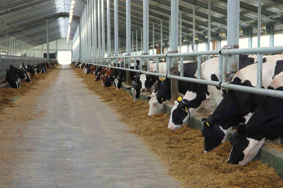 В Рыбновском районе строят новую молочную ферму на 1000 коров