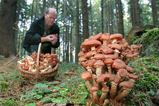 В этом году в области пока отравились грибами два человека
