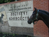 В п. Дивово закончился областной чемпионат по конному спорту