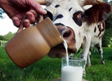 В ООО «Вакинском-Агро» встретили еще 800 новых высокопродуктивных коров 