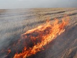 В районе Спасска в огне пропало 20 га пшеницы