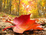 Начало октября принесет неустойчивую осень